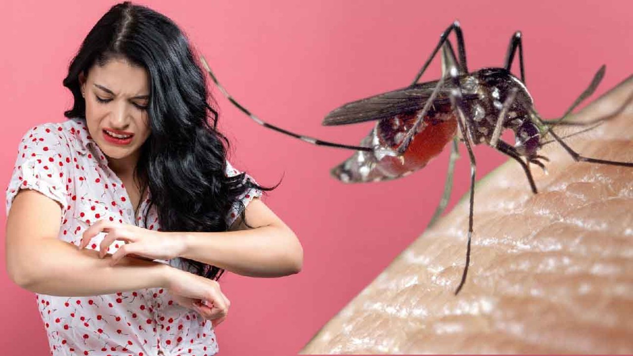 Marre des moustiques, voici les coleurs qui les font fuir à coup sûr