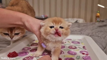 A Kitten Pinky continues to learn how to eat use the Litter Box wash yourself  Age one month