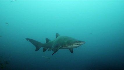 Haiattacke auf Hawaii: Schnorchlerin in kritischem Zustand