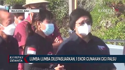 Lumba-Lumba Dilepasliarkan, 1 Ekor Gunakan Gigi Palsu