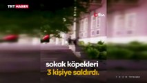 Kampüste köpek saldırısına uğradılar