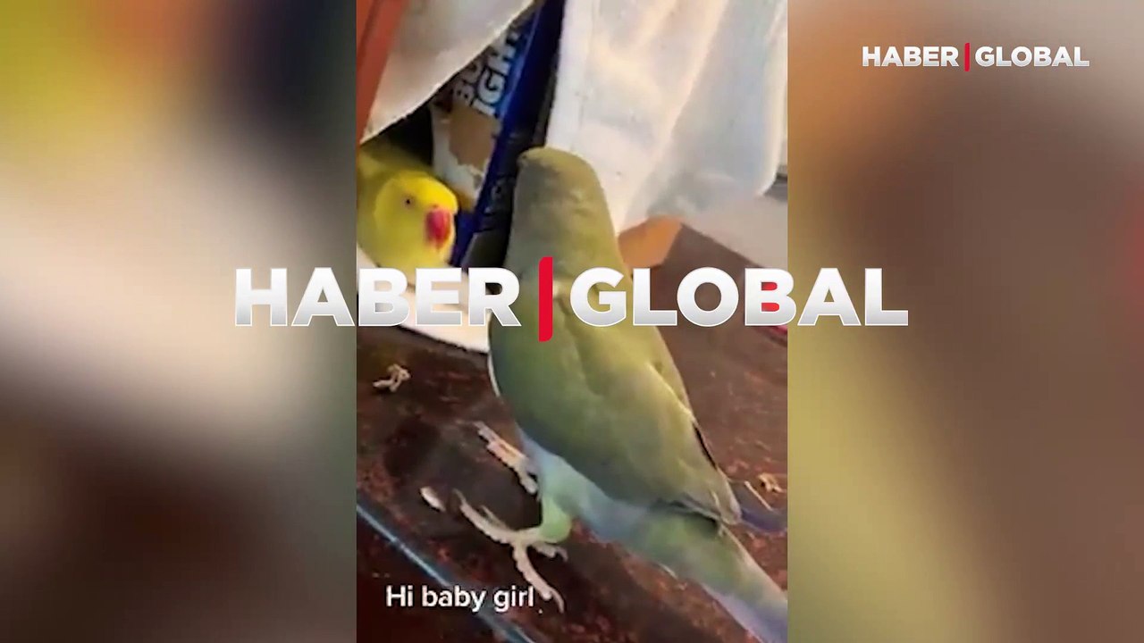 Dişi papağanı elde etmek için her yolu denedi: Papağandan 'Hi baby girl' adımı