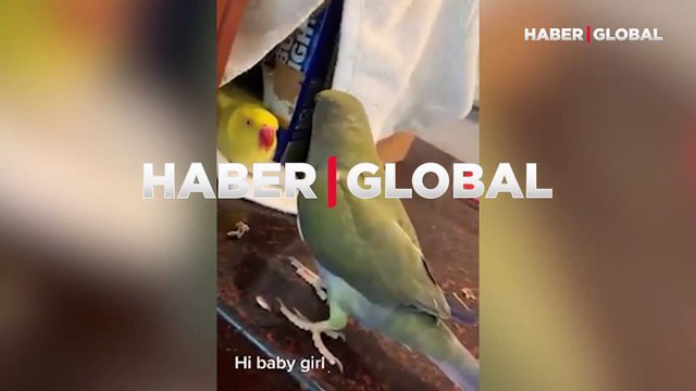 Dişi papağanı elde etmek için her yolu denedi: Papağandan 'Hi baby girl' adımı