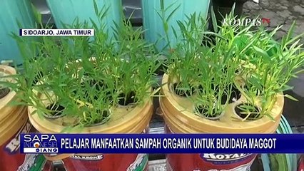 Siswi Kelas 4 SD Jadi Finalis Putri Lingkungan Hidup 2022 Berkat Keberhasilan Budidaya Maggot!