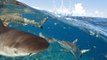 Shocking study confirms sharks enjoying spending time at busy beaches