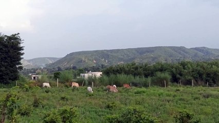 टाइगर जयपुर में मस्त, लोग और अफसर चिन्ता में