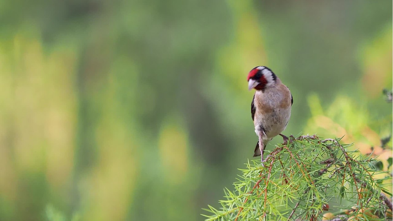 Qui sont les oiseaux chanteurs ?