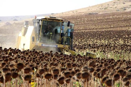 Amasya ekonomi haberi | Geçen yılın en kurak kenti Amasya'da ayçiçeği üretimi bu yıl 2 kat arttı