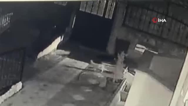 Bahçedeki yavru köpeği böyle çaldı