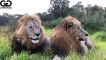 catching lion in forest, lions are sitting on a sled, lion hunter killed by lion, lion roar in forest, lion in forest fight, lion roar sound in forest,  animal survival in the wild, lion forest in india, BEST MOMENTS HUNGRY LIONS,  The Strongest LION PRID