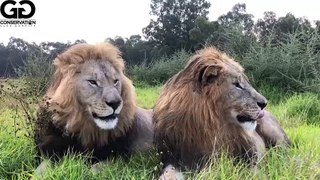 catching lion in forest, lions are sitting on a sled, lion hunter killed by lion, lion roar in forest, lion in forest fight, lion roar sound in forest,  animal survival in the wild, lion forest in india, BEST MOMENTS HUNGRY LIONS,  The Strongest LION PRID