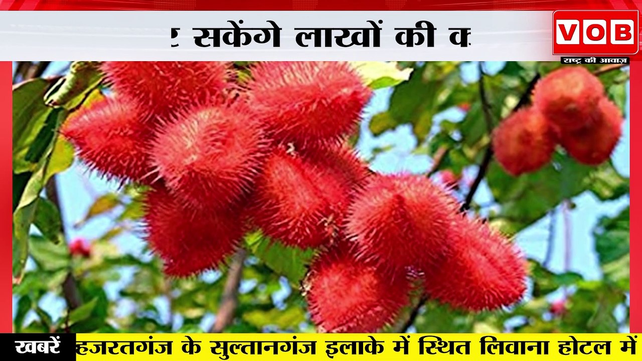 Vermilion plants : हिमाचल में उगेंगे सिंदूर के पौधे,किसान कर सकेंगे लाखों की कमाई | Himachal