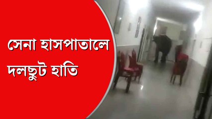 বিন্নাগুড়ি সেনা ছাউনির হাসপাতালে ঢুকে পড়ল  দলছুট দু’টি হাতি