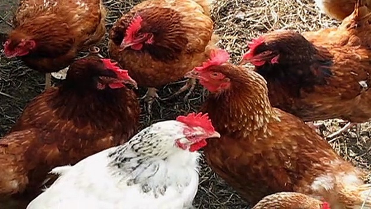 Better off Ted - Die Chaos AG Staffel 1 Folge 2