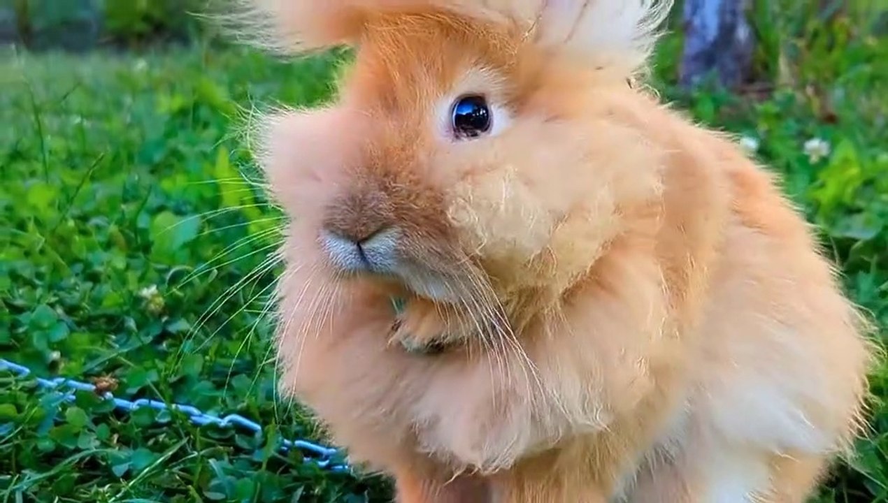 so cute animal