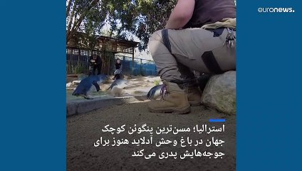 دیدار با گوردون، مسن‌ترین پنگوئن کوچک جهان در استرالیا