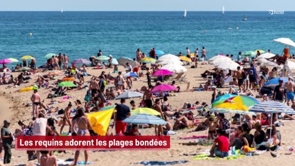 Les requins adorent les plages bondées !