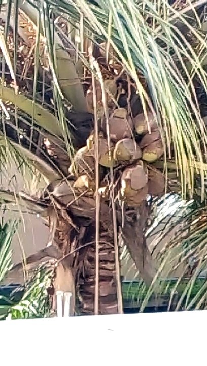 coconut tree