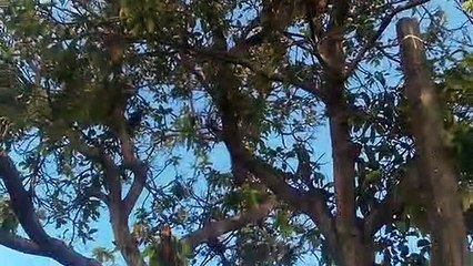 AFFECTED MANGO TREE WITHOUT LEAVES