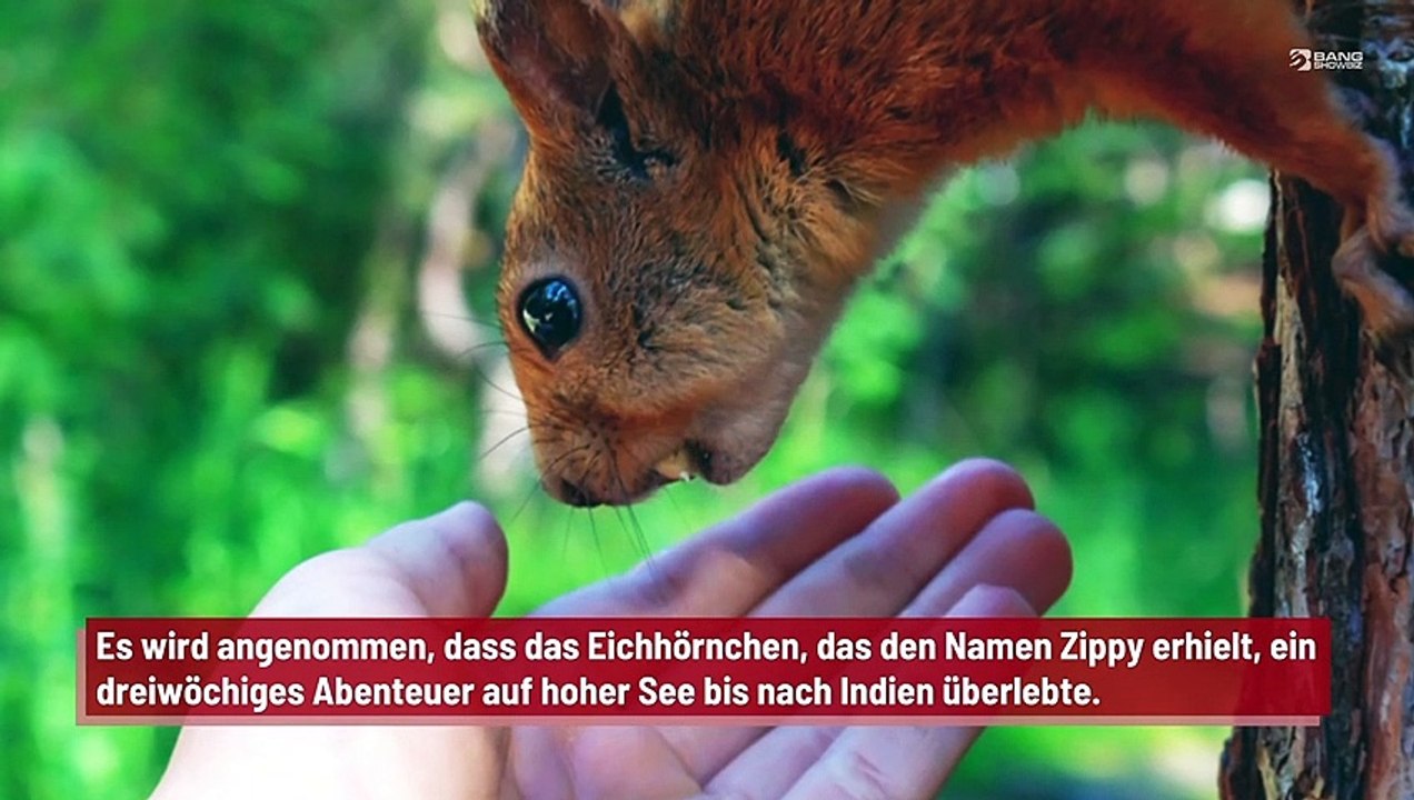 Eichhörnchen segelt als blinder Passagier nach Aberdeen