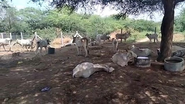 लम्पी वायरस: डेयरी में दुध की आवक घटी, मिठाइयों के दाम बढ़े