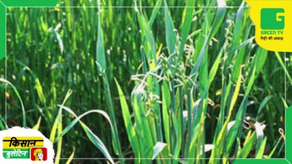 Kisan Bulletin - Only In Ludhiana 51.35 crore loss due to dwarf disease in Paddy : Punjab farmers are in trouble