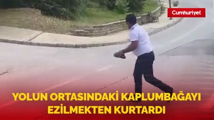 Yolun ortasındaki kaplumbağayı ezilmekten kurtardı