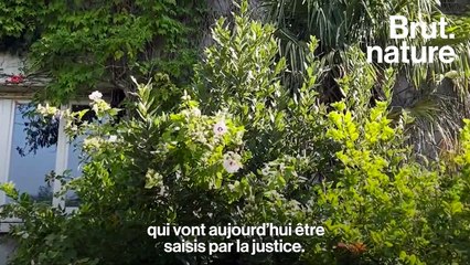 Ils libèrent 2 crocodiles enfermés dans le garage d'un pavillon