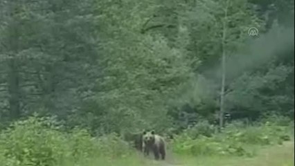 Kampçılar orman yolunda 4 bozayı görüntüledi