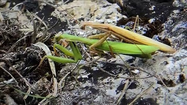 Metamorphosis, la lutte pour la vie Bande-annonce VF