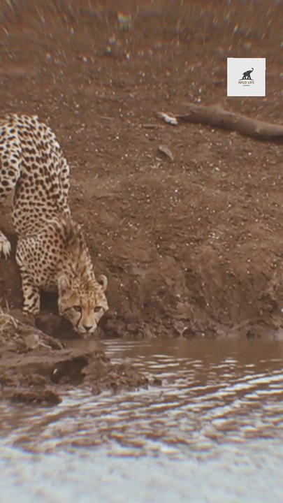 CROCODILE ATTACKS ON CHEETAH | VIRAL VIDEO |