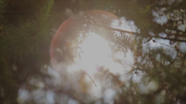 Scientists Look to Unlock the Secret of Why Forests Make People Feel Better