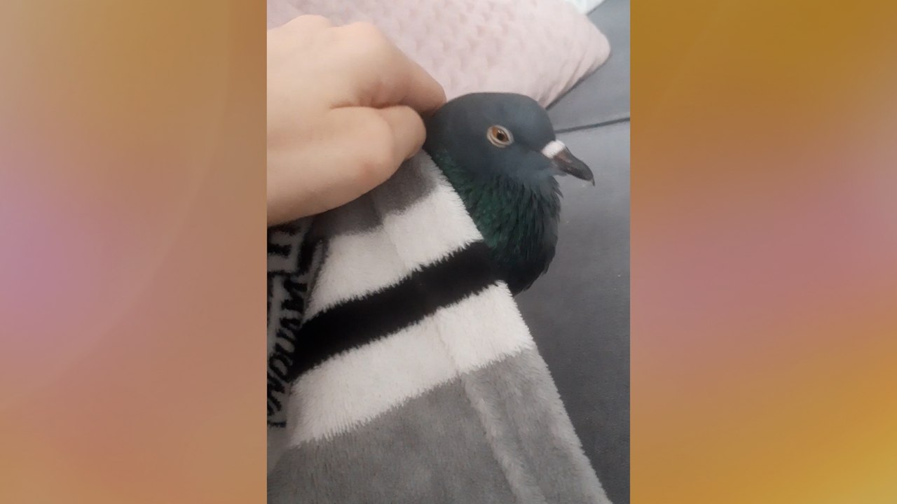 Pam, le pigeon de compagnie à l'histoire très émouvante