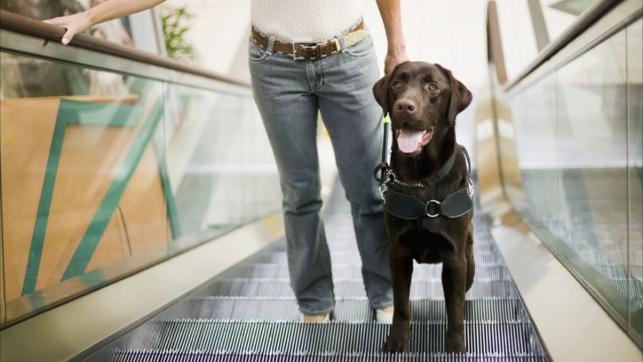 München: Hund in Rolltreppe eingeklemmt