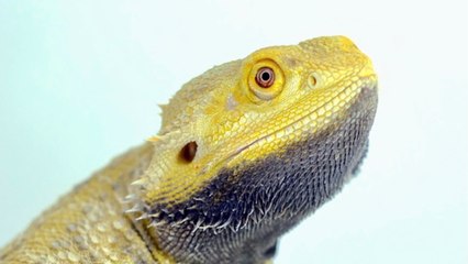 L'étude d'un "dragon" australien nous en apprend plus sur l'évolution du cerveau des vertébrés