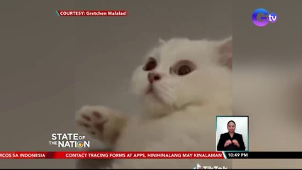 Pusa, tila nagulat nang sabihin ng doktor na mahigit 4 ang ipinagbubuntis niya | SONA