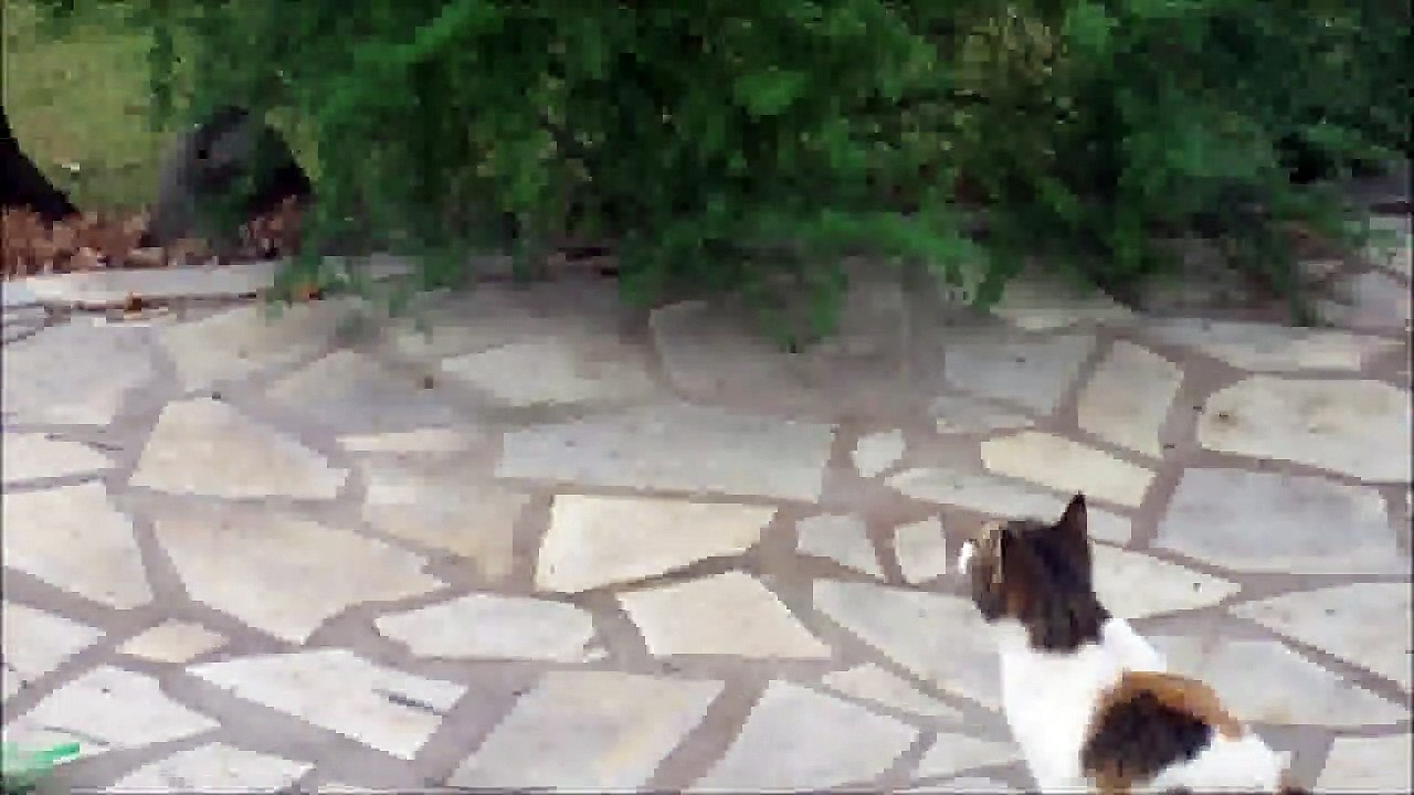 fleur ce serait beau