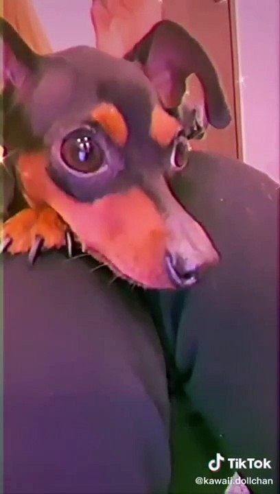 Funny ANIMAL Videos Viral video