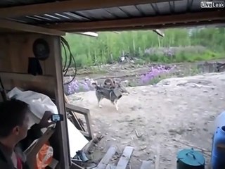 Quand les bébés ours sont là, maman n'est jamais très loin