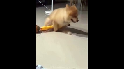 Un chien amoureux d'un canard