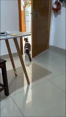 Ce chat peureux a trouver le moyen de gérer son stress... je me cache