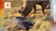 RHINO CALF BIRTH | SHORT DOCUMENTARY FILM