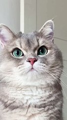 Must beautiful and cute cat ever | funniest animals