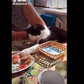 Funniest Cats - Don't try to hold back Laughter - Funny Cats Life  | part 2