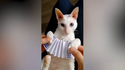 These Funny Cats Make You Definitely Laugh - Funniest Cats