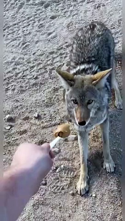 Are you this brave?