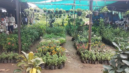 Jai Ambay Plant Nursery Miraroad | Mira Road Plant Nursery Part 1