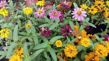 Jai Ambay Plant Nursery Miraroad | Mira Road Plant Nursery Part 8