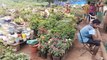 Deepak Plant Nursery Miraroad | Mira Road Plant Nursery