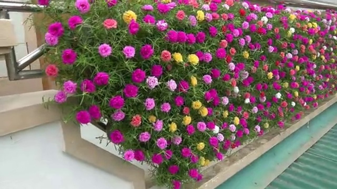 Creative Balcony Garden